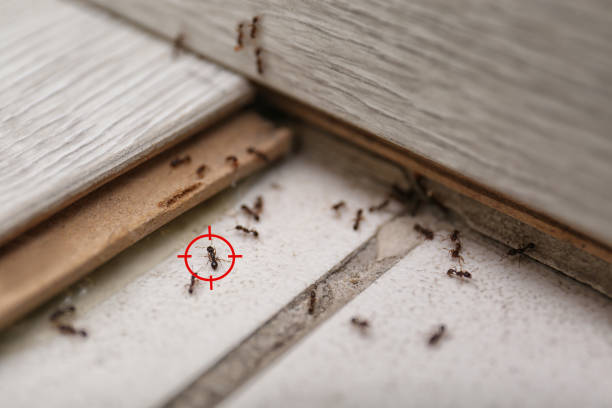 Insect Control in Great Falls, VA