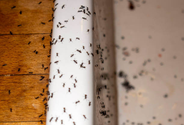 Best Best Pest Control Companies  in Great Falls, VA